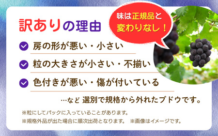2026年先行予約 【訳あり】 花笑み農園 ニューピオーネ 1kg ぶどう ピオーネ 【hana033-02】
