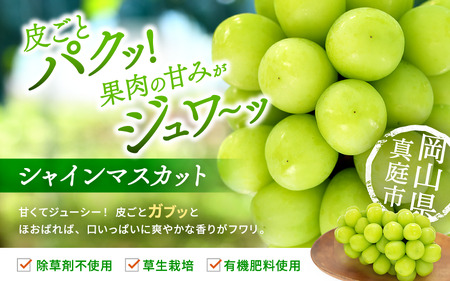 2026年先行予約 花笑み農園ニューピオーネ&シャインマスカット 1kg~1.5kg(2房) シャインマスカット 岡山県 【hana007-03】
