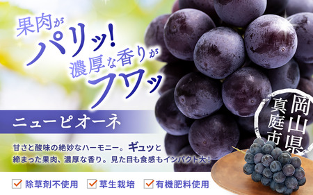 2026年先行予約 花笑み農園ニューピオーネ&シャインマスカット 1kg~1.5kg(2房) シャインマスカット 岡山県 【hana007-03】