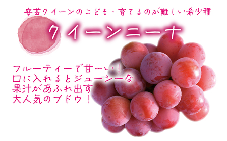 【2616-0456】岡山 花笑み農園『シャインマスカット＆クイーンニーナ』1kg(2房) QS-1