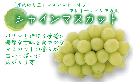 【2616-0456】岡山 花笑み農園『シャインマスカット＆クイーンニーナ』1kg(2房) QS-1