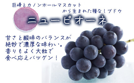 【2026年先行予約】岡山　花笑み農園『ニューピオーネ&クイーンニーナ』1kg(2房) / ぶどう 詰め合わせ 食べ比べ 真庭市【hana031-02】