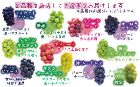 【2026年先行予約】 ぶどう 岡山 花笑み農園のぶどう【10月おすすめ 2種セット】1kg（2房） 真庭市【hana020-02】