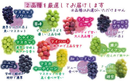 【2026年先行予約】 訳あり 花笑み農園の ぶどうおまかせ2種 (計1kg分お届け!) 岡山 【hana049-02】
