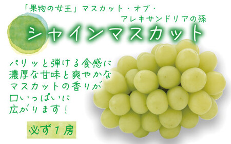 【2026年先行予約】岡山 花笑み農園のブドウ『食べ比べ４種セット』シャインマスカット入り 2kg（4房） 【hana019-02】