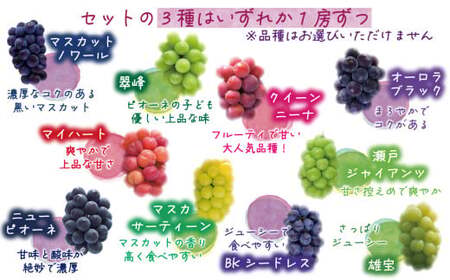 【2026年先行予約】岡山 花笑み農園のブドウ『食べ比べ４種セット』シャインマスカット入り 2kg（4房） 【hana019-02】