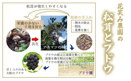 【2026年先行予約】 花笑み農園 岡山の『松茸』200g 【hana011-02】