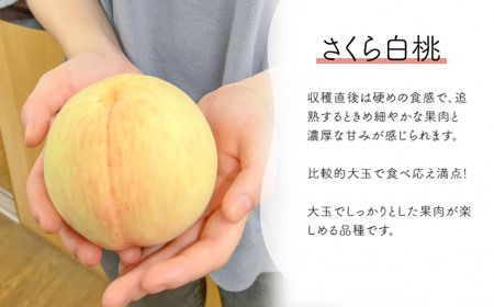 【2026年先行予約】さくら白桃（上級品）4-6玉入 (岡山県産)【KF-A010-02】