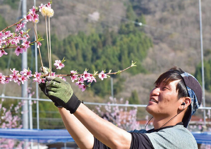 【2026年先行予約】硬め桃 上級品 5-7玉入 (岡山県産) 【KF-A012-02】