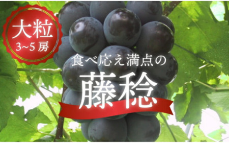 【2026年先行予約】大粒で食べ応え満点！ 藤稔の上級品 3～5房入 計2.0kg～ (岡山県産)  / ふじみのり 藤みのり ぶどう ブドウ 葡萄 先行予約 フルーツ 果物 真庭市 フルーツ王国 きよとう果樹園【KF-B002-02】