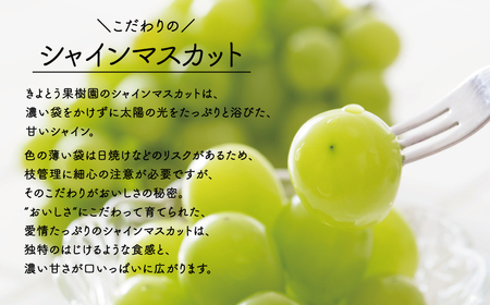 【きよとうファーム】シャインマスカット3～5房/計2kg~ (岡山県産)【KF-B016-02】