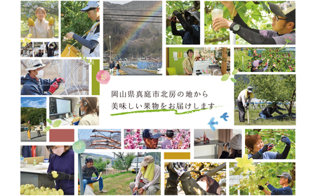 【きよとうファーム】シャインマスカット3～5房/計2kg~ (岡山県産)【KF-B016-02】