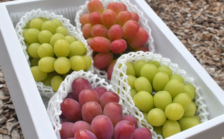 【2026年先行予約】ぶどう3品種詰め合わせ(シャインマスカット入り)3-5房入/計2.4kg~ (岡山県産) 食べ比べ 【KF-B032-02】