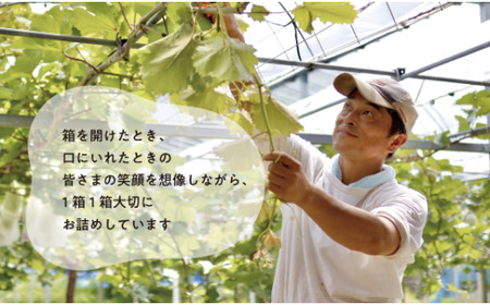 【2026年先行予約】大粒の藤稔 特大２房 / 計1.3kg～ (岡山県産) / ふじみのり 葡萄 きよとう果樹園【KF-B056-03】