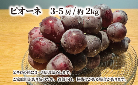 【2026年先行予約】訳あり ピオーネ  /約2.0kg~ (岡山県産) / 先行予約 真庭市 きよとう果樹園【KF-B068-03】