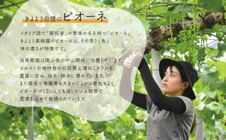 【2026年先行予約】訳あり ピオーネ  /約2.0kg~ (岡山県産) / 先行予約 真庭市 きよとう果樹園【KF-B068-03】