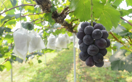 【2026年先行予約】シャインマスカット&ニューピオーネ 3-5房/計2.0kg~ (岡山県産) 【KF-B070-03】