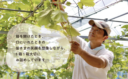 【2026年先行予約】シャインマスカット 上級品 大3-5房/計2.4kg~ (岡山県産)【KF-B072-02】