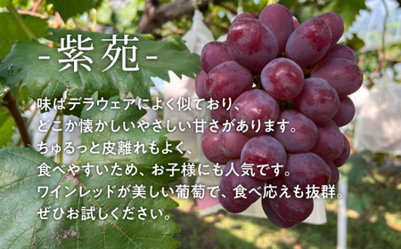 【2026年先行予約】訳ありご家庭用 紫苑(しえん)/ 約2.4kg (岡山県産) 【KF-B085-02】