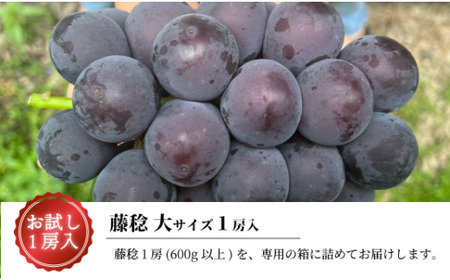 【2026年先行予約】大粒ぶどうの藤稔 お試し１房入 / 房600g以上 (岡山県産)  / ふじみのり 葡萄 きよとう果樹園【KF-B088-03】