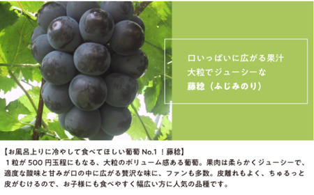 【2026年先行予約】大粒ぶどうの藤稔 お試し１房入 / 房600g以上 (岡山県産)  / ふじみのり 葡萄 きよとう果樹園【KF-B088-03】