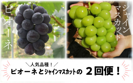 【2026年先行予約】ピオーネとシャインマスカットのずっしり特大2房が届く2回便！ (定期便)(岡山県産)【KF-T040-03】