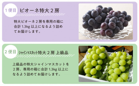【2026年先行予約】ピオーネとシャインマスカットのずっしり特大2房が届く2回便！ (定期便)(岡山県産)【KF-T040-03】