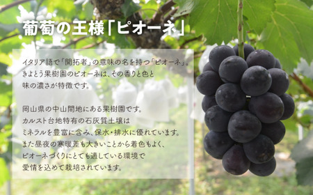 【2026年先行予約】ピオーネとシャインマスカットのずっしり特大2房が届く2回便！ (定期便)(岡山県産)【KF-T040-03】