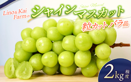 2026年先行予約 Lino＆Kai Farmのシャインマスカット 粒カットバラ品 (2kg程度）ぶどう 岡山 真庭市 シャインマスカット 高級 【linokai004-02】