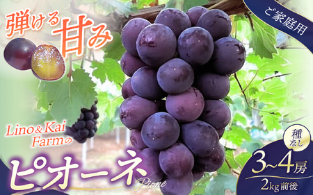 2026年先行予約【ご家庭用】 ニューピオーネ 3～４房  (2kg前後 化粧箱入) Lino＆Kai Farm ぶどう 岡山 真庭市 ピオーネ 大粒 【linokai005-02】