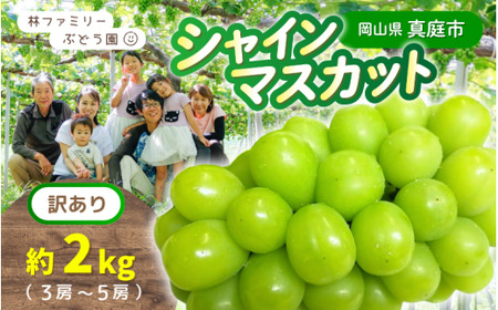 【訳あり】 ※2026年の予約です！※ 岡山県産 林ファミリーのシャインマスカット 約2kg（約3～5房）【2026年先行予約】 / ぶどう ブドウ シャインマスカット 葡萄 岡山 真庭市 果物 フルーツ 新鮮 人気 数量限定 お買い得 家庭用 お試し たっぷり ぶどう専門 【hfami022-02】