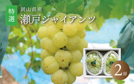 真庭市産 瀬戸ジャイアンツ 大房特選 2房 / 【2025年9月中旬以降発送予定】数量限定 ぶどう 贈答用 岡山 真庭 葡萄 ブドウ 果物 フルーツ ギフト 産地直送 新鮮 桃太郎ぶどう 人気 厳選 種なし 【配送不可地域：北海道／沖縄県／離島】 (seto06) 【jujiya009】