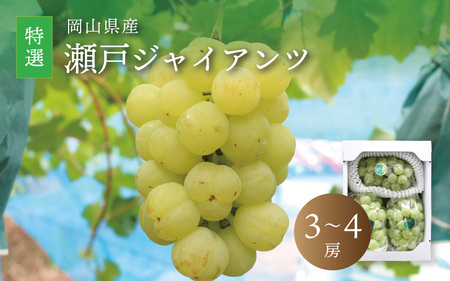 真庭市産瀬戸ジャイアンツ 特選 3～4房 / 【2025年9月中旬以降発送予定】数量限定 ぶどう 贈答用 岡山 真庭 葡萄 ブドウ 果物 フルーツ ギフト 産地直送 新鮮 桃太郎ぶどう 人気 厳選 種なし 【配送不可地域：北海道／沖縄県／離島】 (seto04) 【jujiya010】