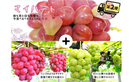 【2回定期便】 岡山 シャインマスカット＆マイハート入り！ 新鮮ぶどう定期便 ２.４ｋｇ(４～６房)　 2026年先行予約 【hfbd-tkb005-02】