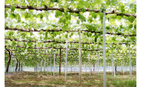 【2回定期便】 岡山 シャインマスカット＆マイハート入り！ 新鮮ぶどう定期便 ２.４ｋｇ(４～６房)　 2026年先行予約 【hfbd-tkb005-02】