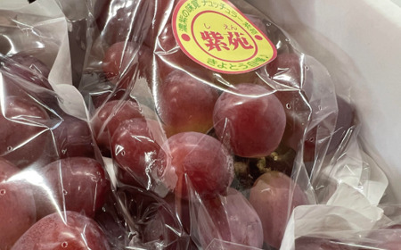 【きよとうファーム】訳あり 紫苑 約2.0kg (岡山県産) 【KF-B038-01】