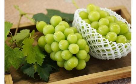 【2026年先行予約】 厳選 岡山県産 シャインマスカット 1.5kg以上 2～3房 / 産地直送 朝採れ ぶどう 葡萄 先行予約 フルーツ 真庭市 【kgftmt002-02】