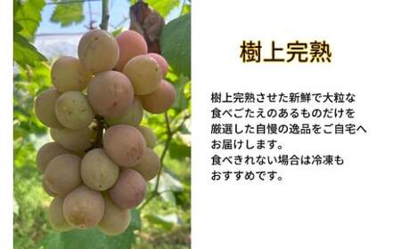 【2026年先行予約】岡山県産 【訳あり】 クイーンニーナ 1.1kg以上（2～3房）産地直送 朝採れ / ぶどう 葡萄 先行予約 フルーツ 真庭市【kgftmt018-02】