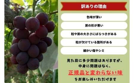 【2026年先行予約】岡山県産【訳あり】藤稔 1.0kg以上（2房）産地直送 朝採れ / ぶどう 葡萄 先行予約 フルーツ 果物 真庭市 フルーツ王国 珍しい 甘い【kgftmt020-01】