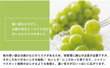 【2026年先行予約】葡萄1房お試し4回便(ボッケーネ・ピオーネ・シャインマスカット・紫苑)(定期便) (岡山県産)【KF-T003-01】