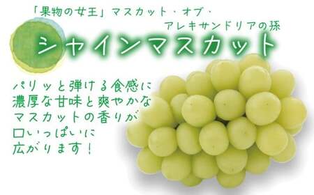 【2026年先行予約】花笑み農園 岡山の『シャイン&ラムピオーネジャム&ピオーネワイン&飲む酢』S-JWN 【hana089-01】