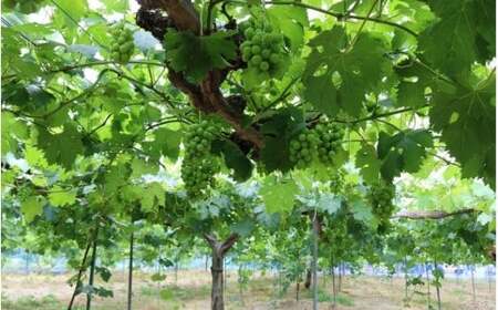 【ご家庭用】 しげちゃん農園の シャインマスカット「晴王」 1.4kg前後(2~3房入) 【shifarm002-02】