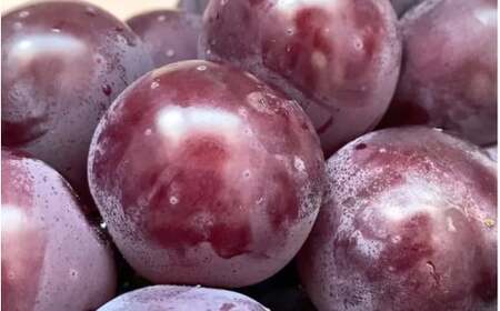 【2026年先行予約】【訳あり】 岡山の ニューピオーネ 3房～4房  (2kg前後 化粧箱入) 【linokai014-01】