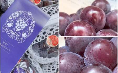 【2026年先行予約】【訳あり】 岡山の ニューピオーネ 3房～4房  (2kg前後 化粧箱入) 【linokai014-01】