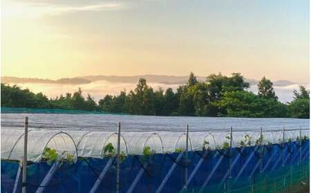 【2026年先行予約】【訳あり】 岡山の ニューピオーネ 3房～4房  (2kg前後 化粧箱入) 【linokai014-01】