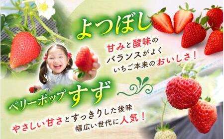 【贈答用】 高級いちご よつぼし すず 食べ比べセット (15粒 × 2箱) ゆりかご入り いちご 【hfpr001-01】