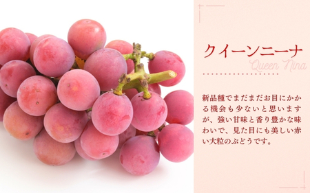 今季発送! 特選 大粒 ぶどう2種セット(シャインマスカット入り)岡山 NISSHOKU FARM ピオーネ クイーンニーナ 【nisfarm012-01】