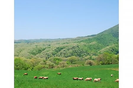 蒜山高原 はちみつ黄金ケーキ 1個 (6号 直径18センチ) 【配送不可地域:北海道/沖縄県/離島】 【jujiya051】