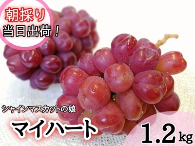 マイハート シャインマスカット 苗 接ぎ木 - 果物