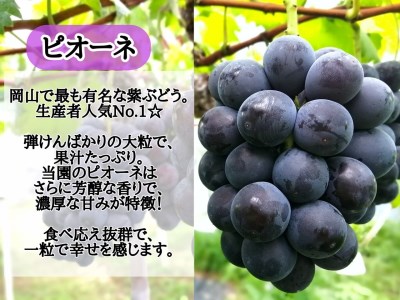 【2616-0299】[お試し] フルーツ王国岡山の人気ぶどう ピオーネ 1房500g以上！